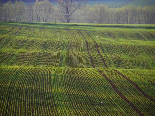 Pola dolnego folwarku w Kozach